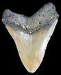 Bargain, Megalodon Tooth - North Carolina #51001-1